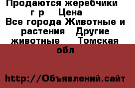 Продаются жеребчики 14,15 16 г.р  › Цена ­ 177 000 - Все города Животные и растения » Другие животные   . Томская обл.